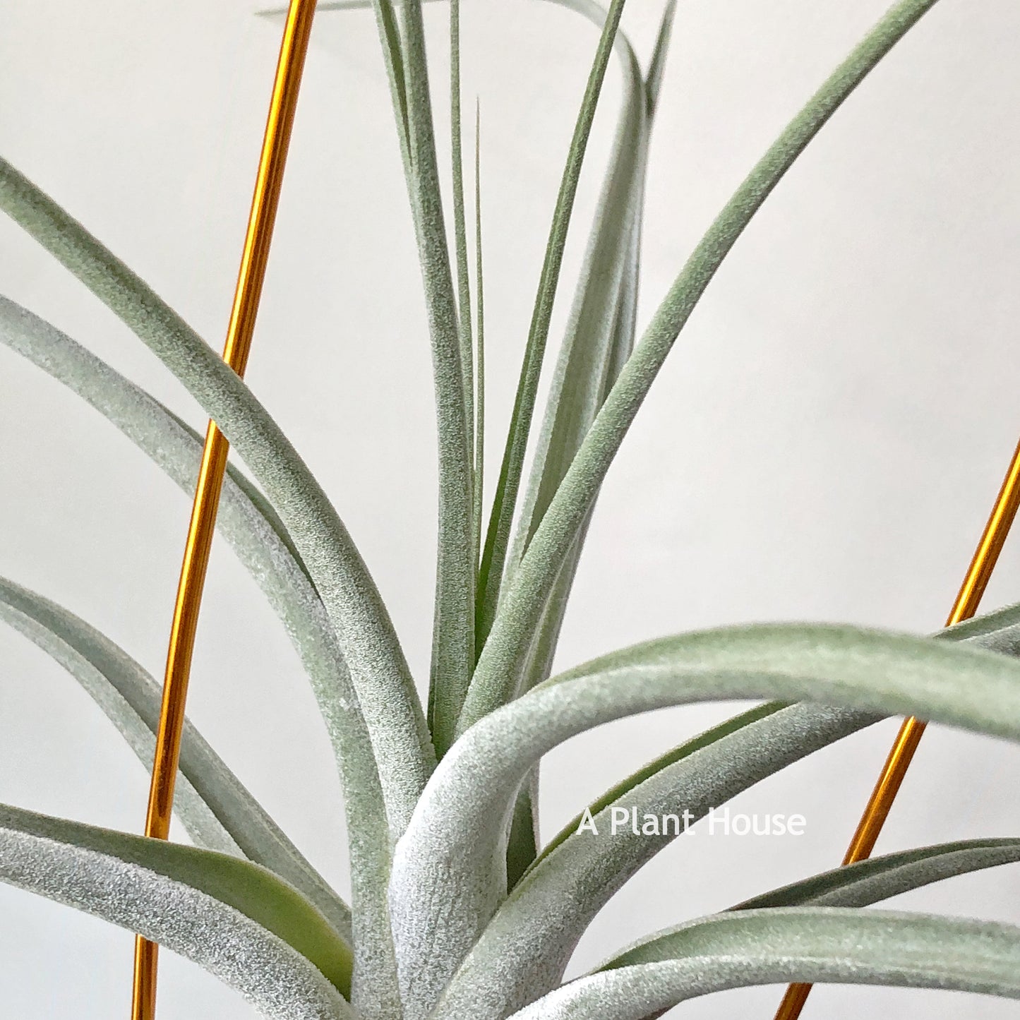 Tillandsia Bird Rock Magic