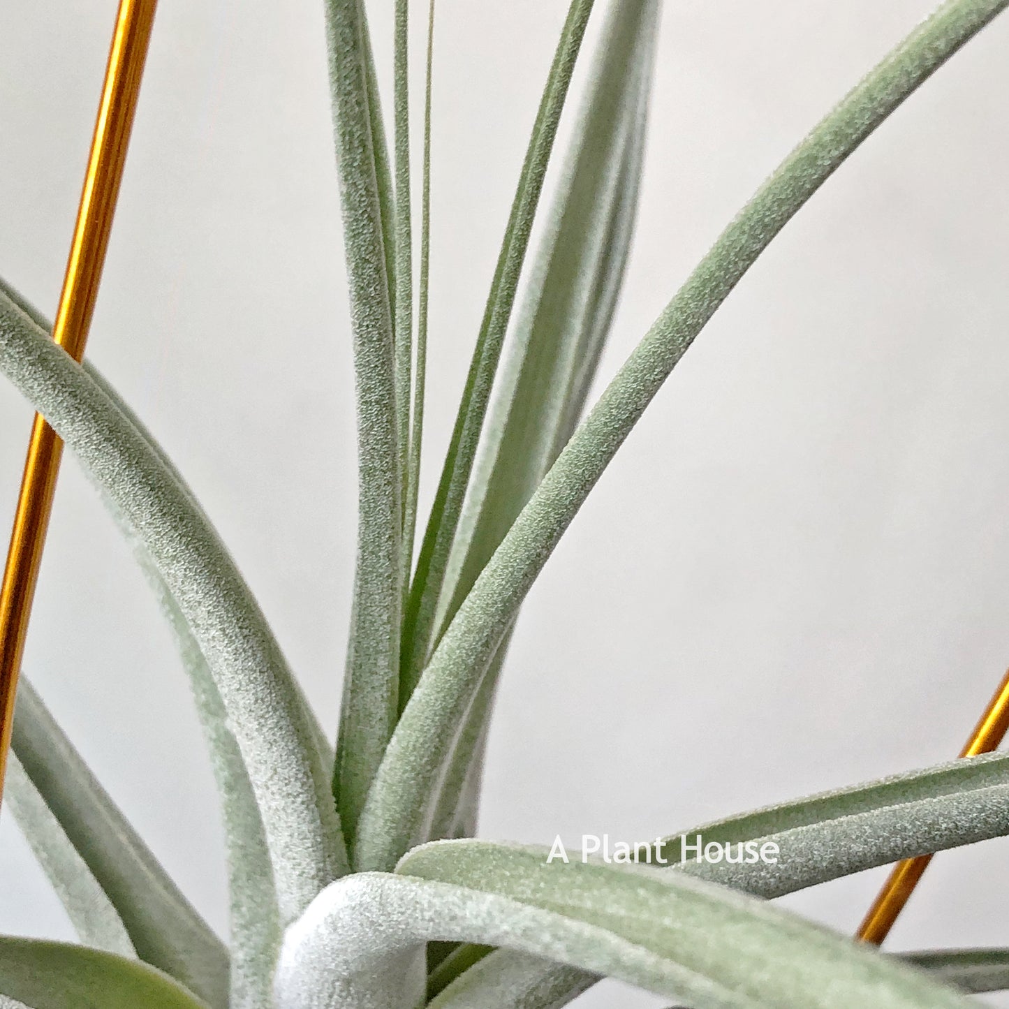 Tillandsia Bird Rock Magic