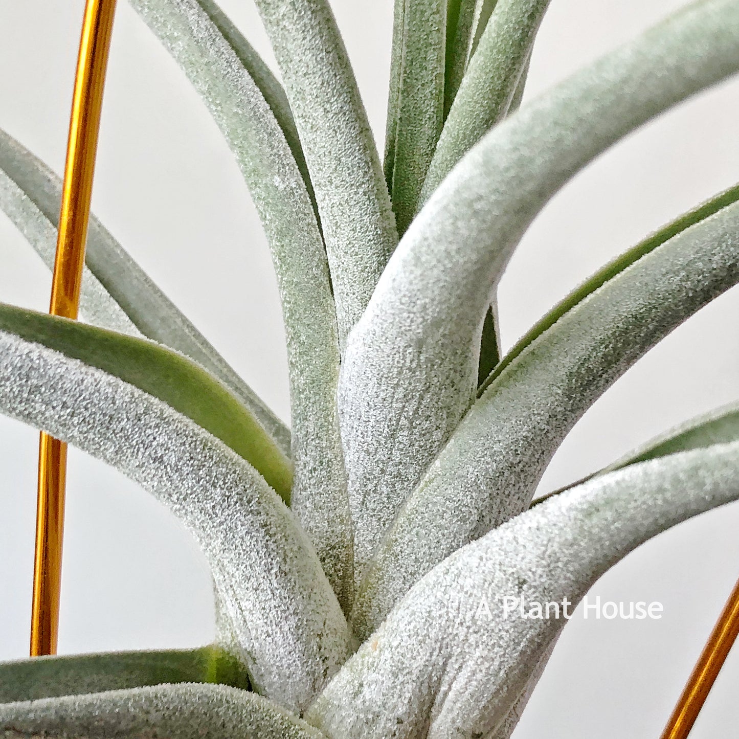 Tillandsia Bird Rock Magic