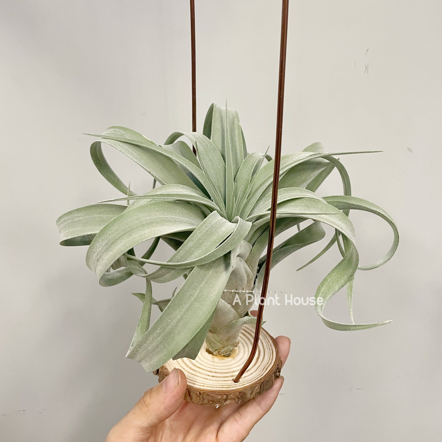 Tillandsia Balbisiana X Seleriana