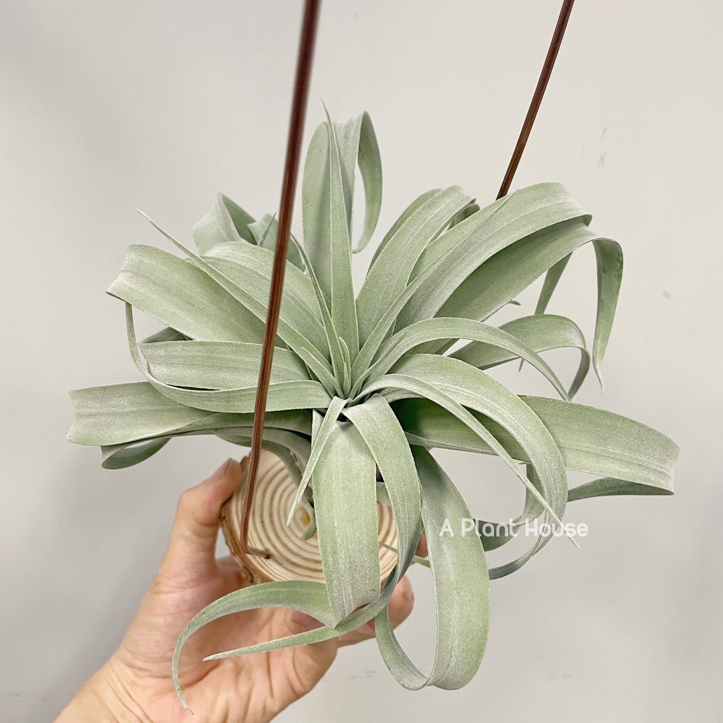 Tillandsia Balbisiana X Seleriana