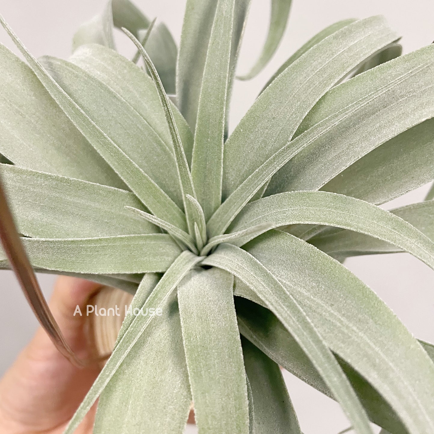 Tillandsia Balbisiana X Seleriana