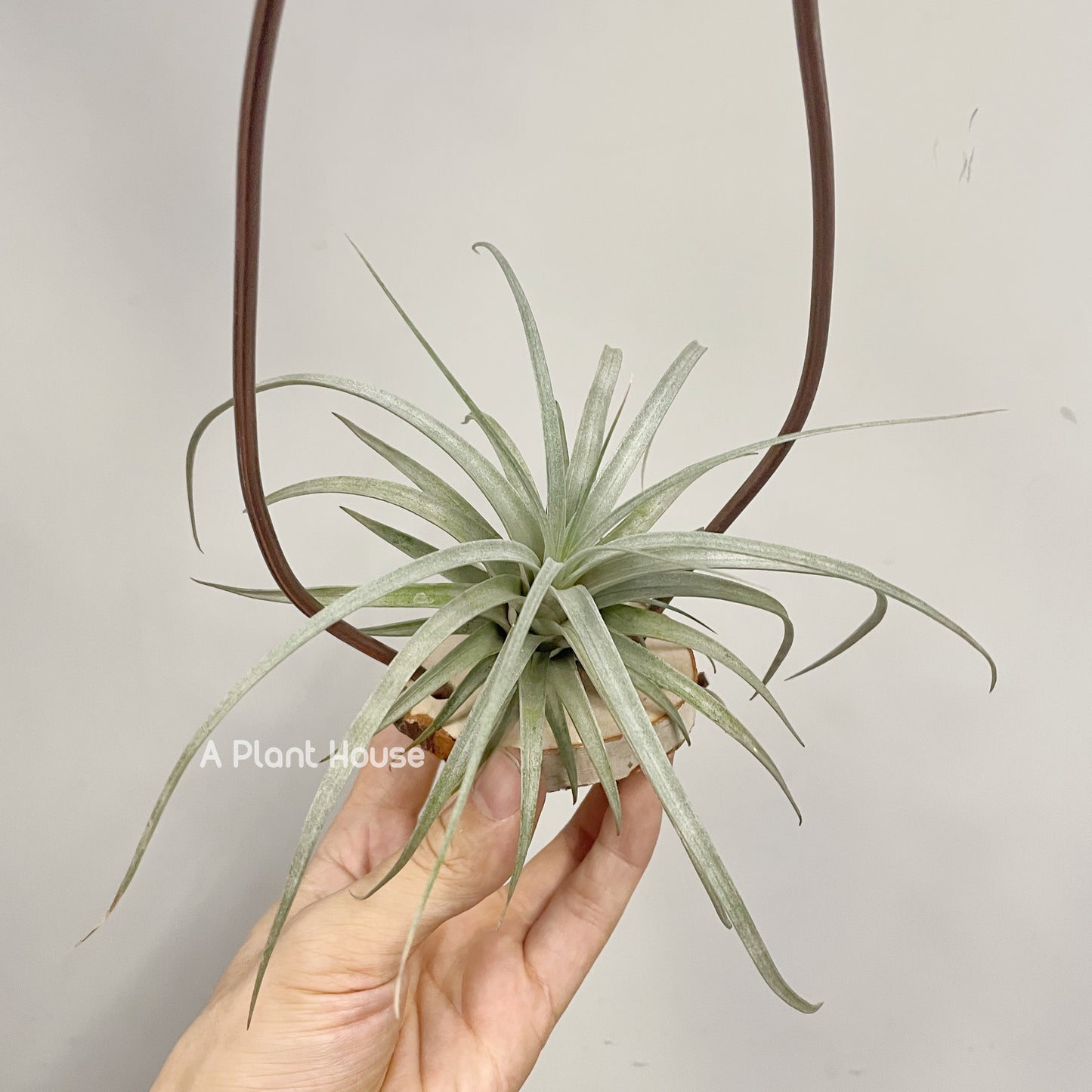 Tillandsia Mina V. Chiletensis