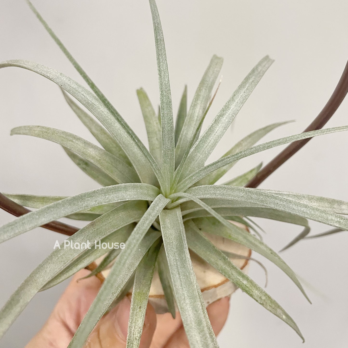 Tillandsia Mina V. Chiletensis