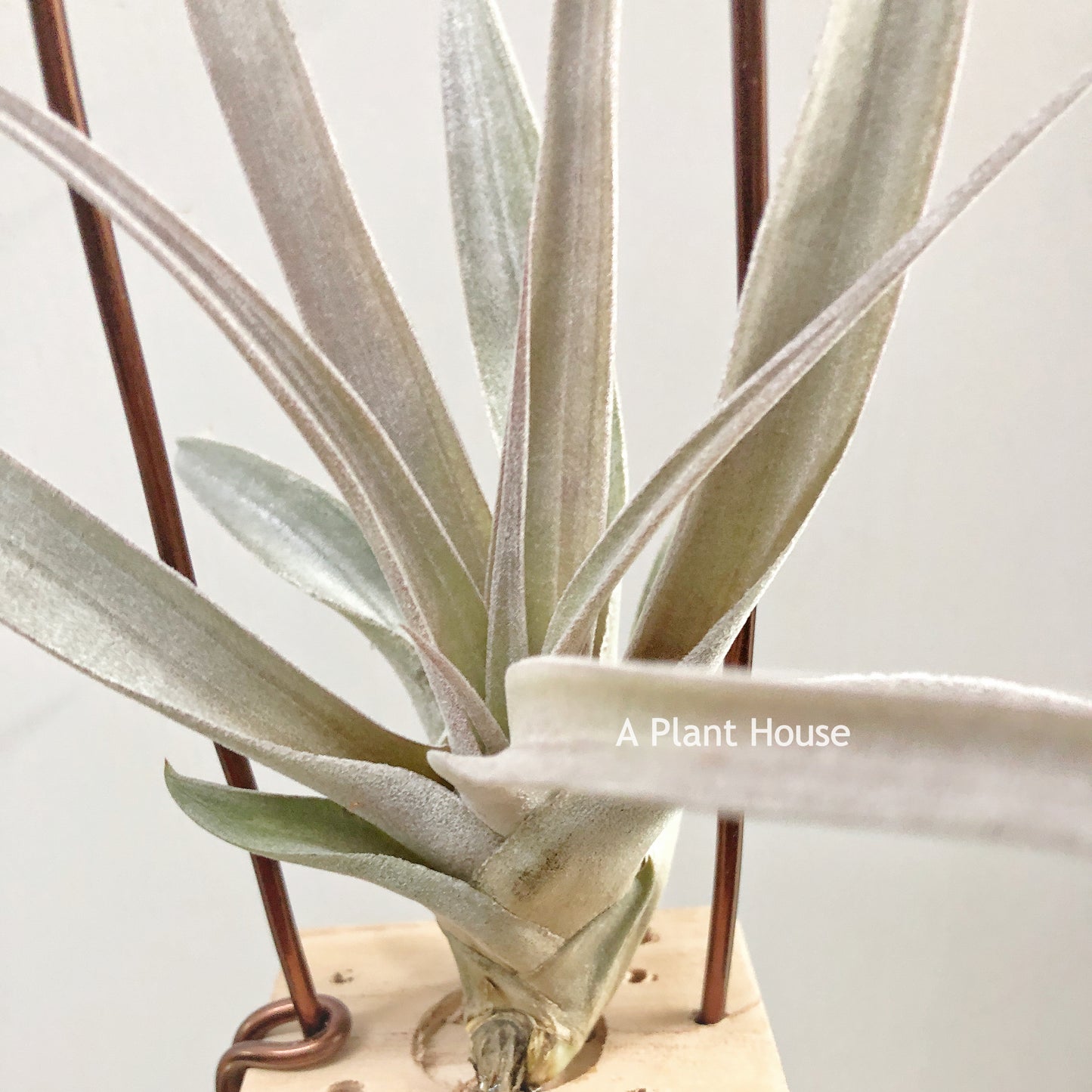 Tillandsia Chiapensis