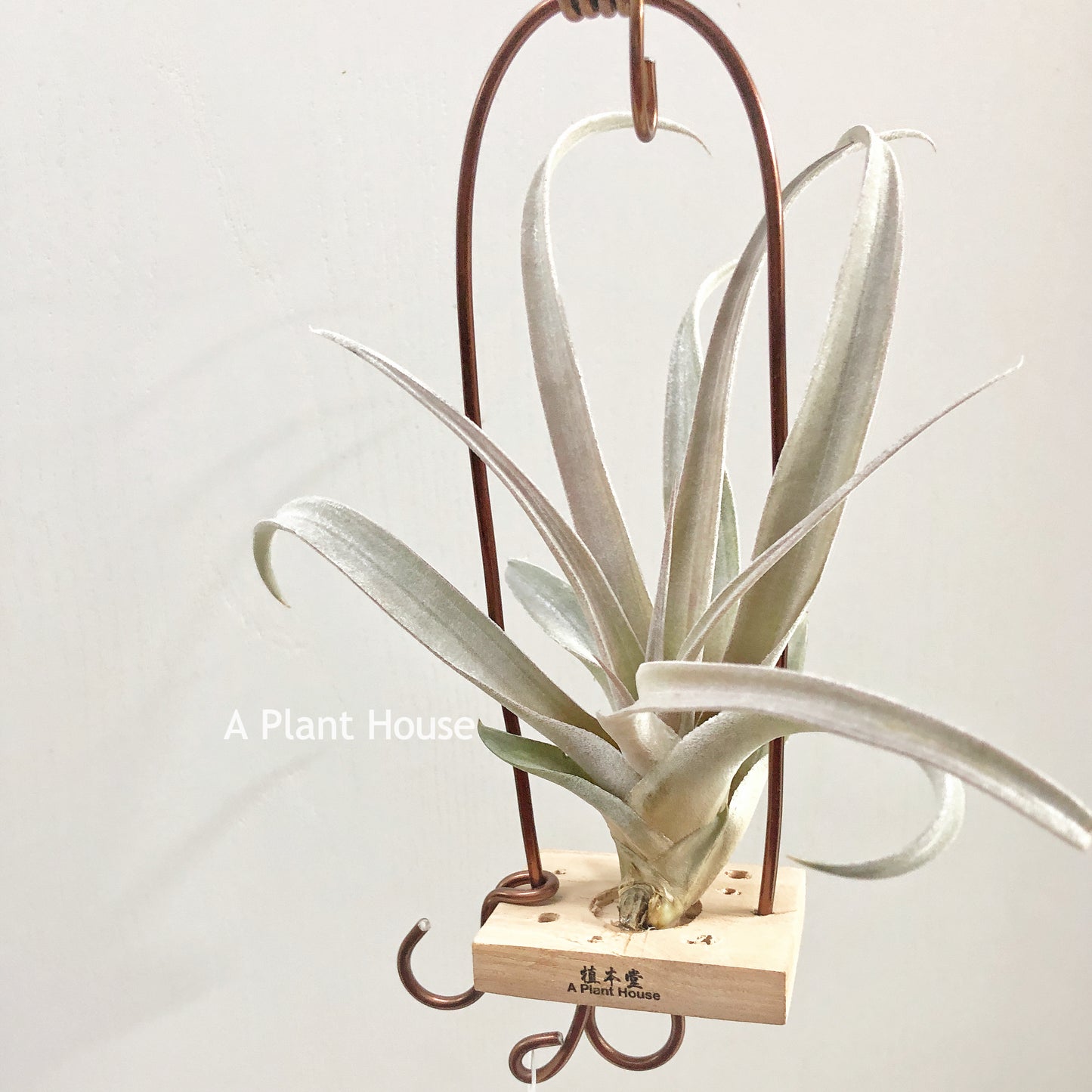 Tillandsia Chiapensis