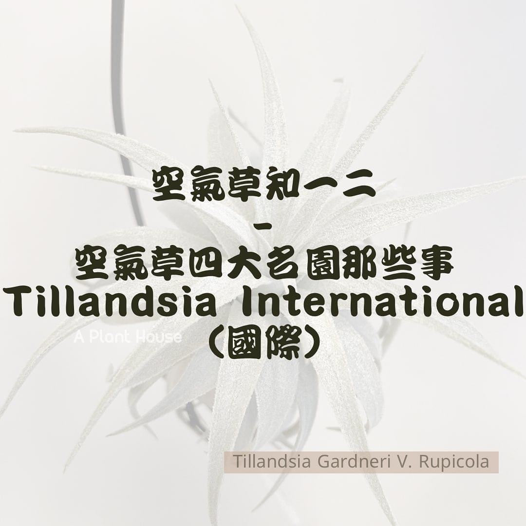 空氣草知一二 -空氣草四大名園那些事 -Tillandsia International（國際）