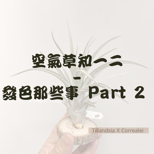 空氣草知一二 -發色那些事 part 2