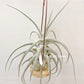 Tillandsia Ehlersiana Specimen