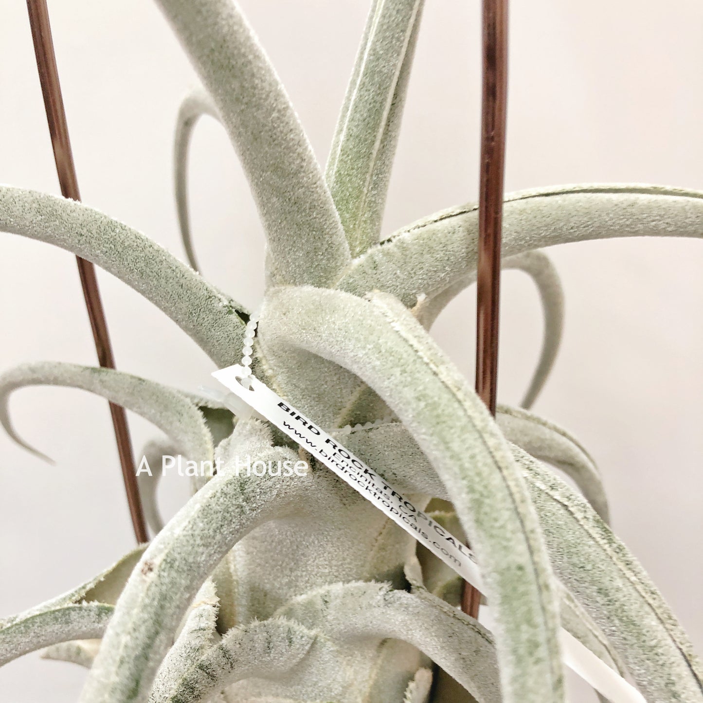 Tillandsia Ehlersiana Specimen