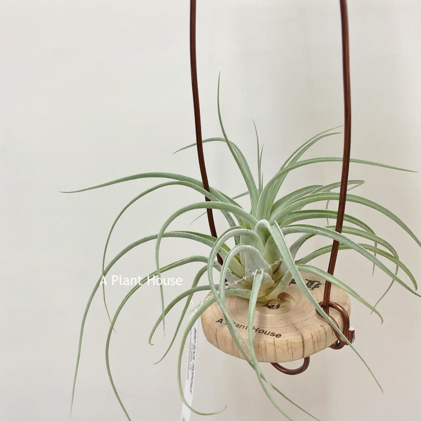 Tillandsia X Zacapa