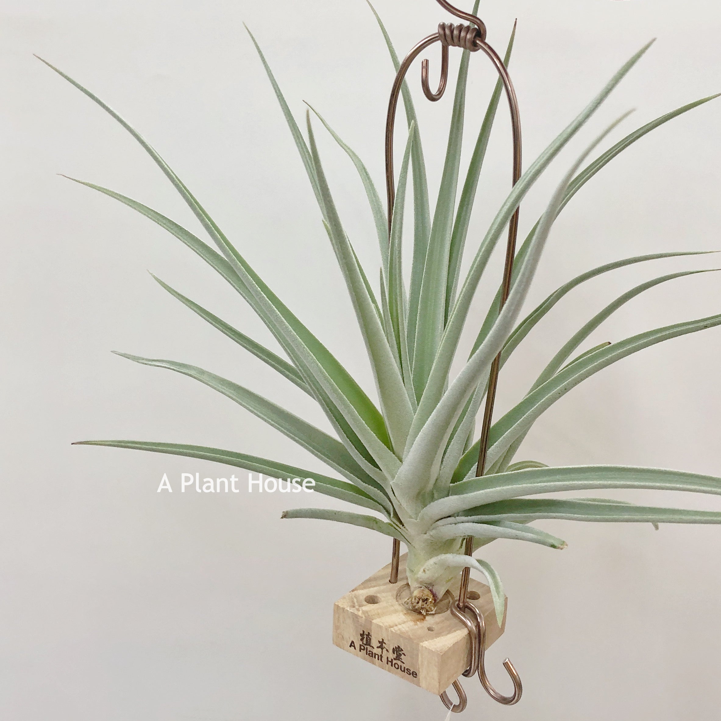 Tillandsia International – APlantHouse