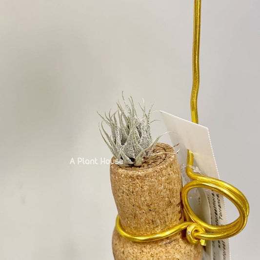 Tillandsia Sprengeliana