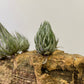 Tillandsia Kautskyi