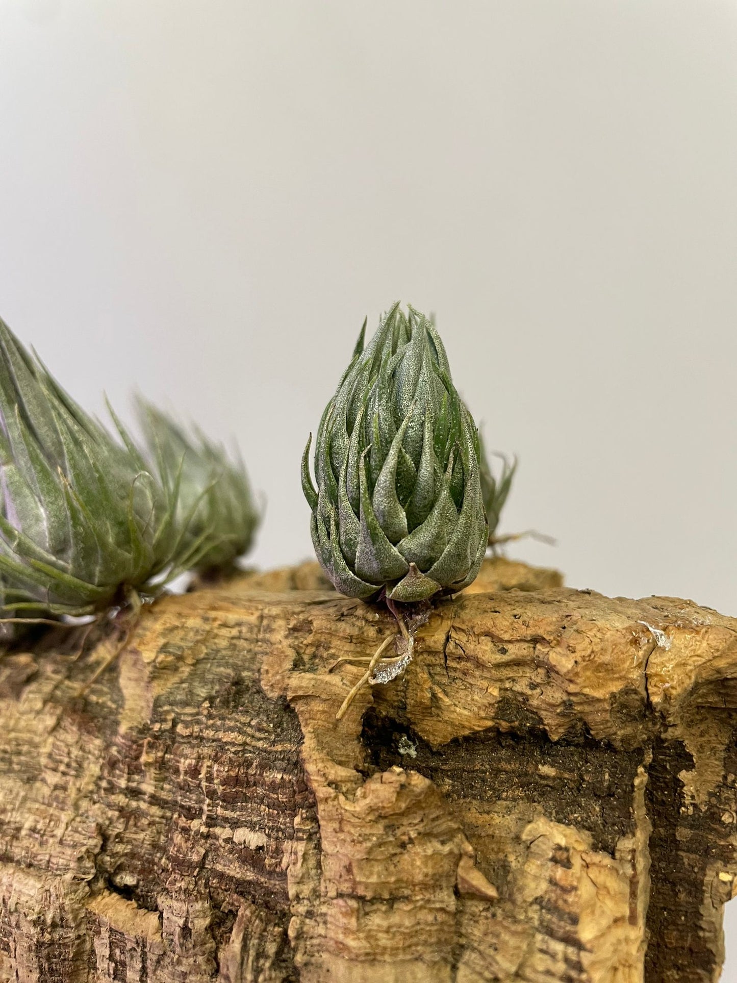 Tillandsia Kautskyi