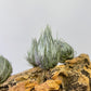 Tillandsia Kautskyi