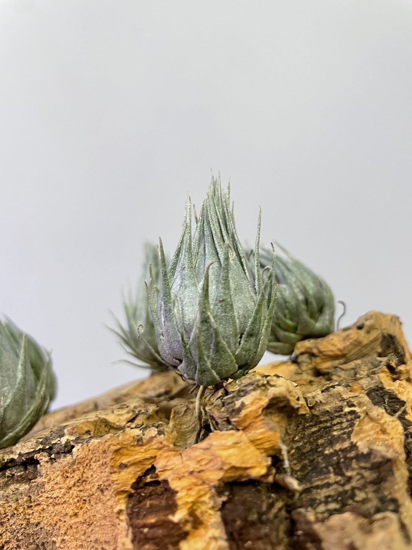 Tillandsia Kautskyi