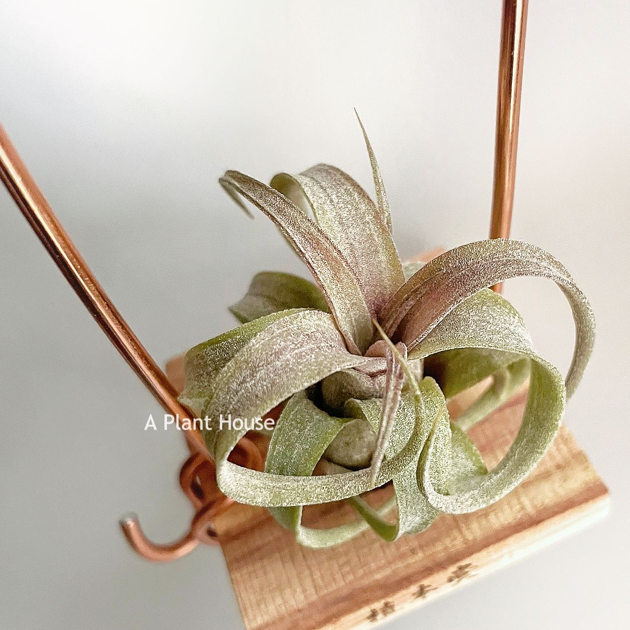 Tillandsia Coconut Grove X Streptophylla – APlantHouse