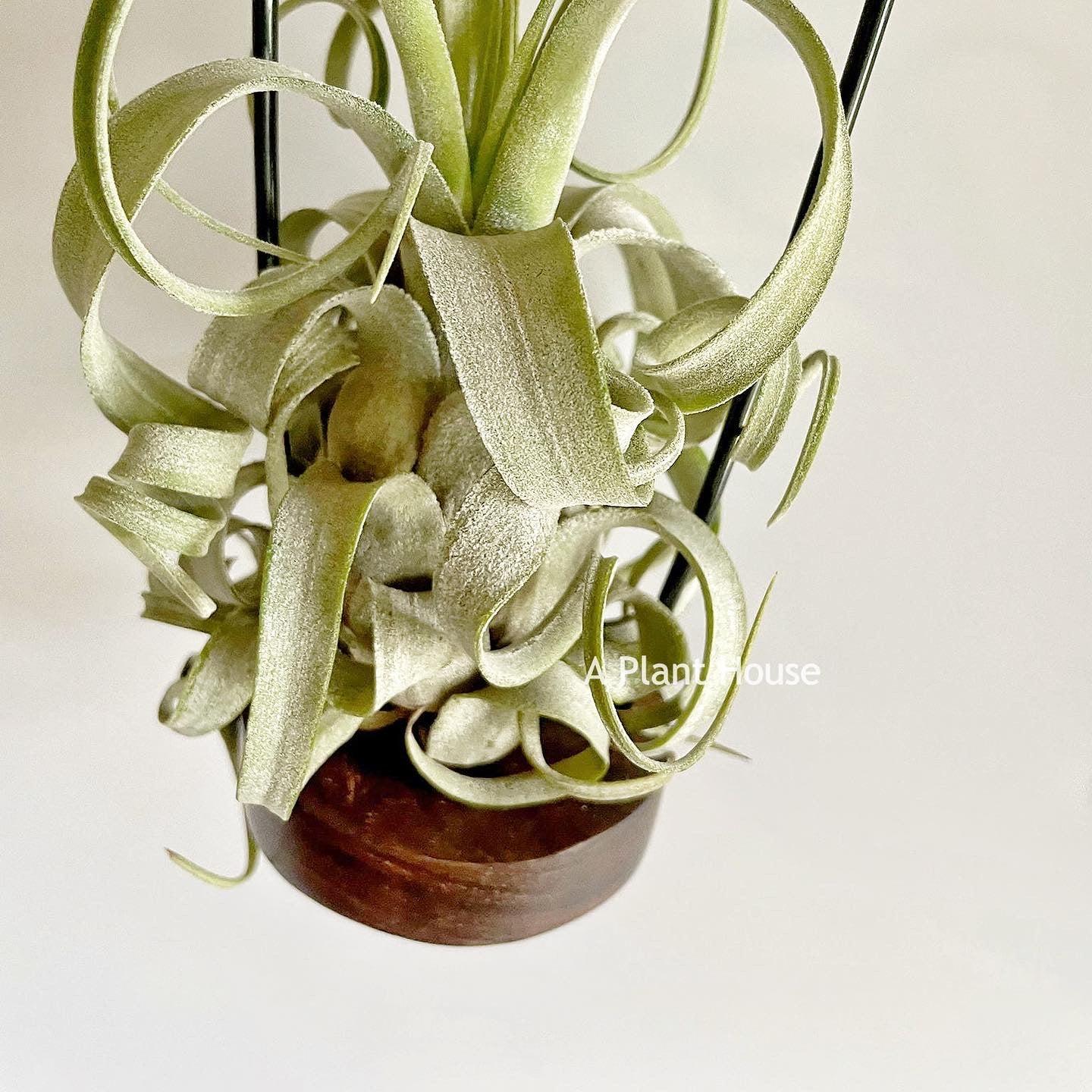 Tillandsia Streptophylla x The Great White