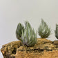Tillandsia Kautskyi