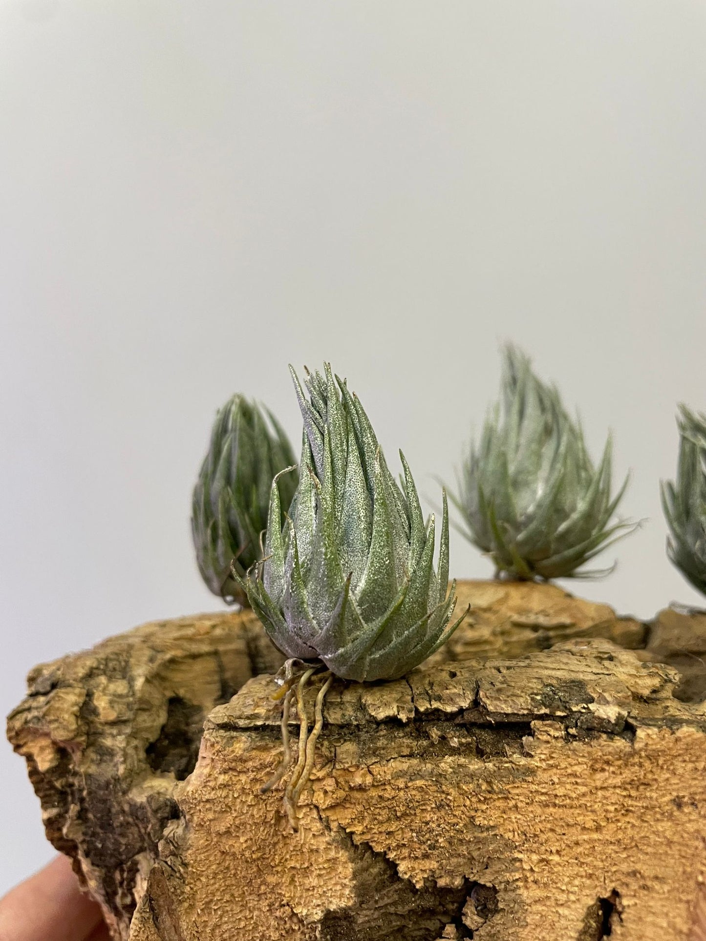 Tillandsia Kautskyi