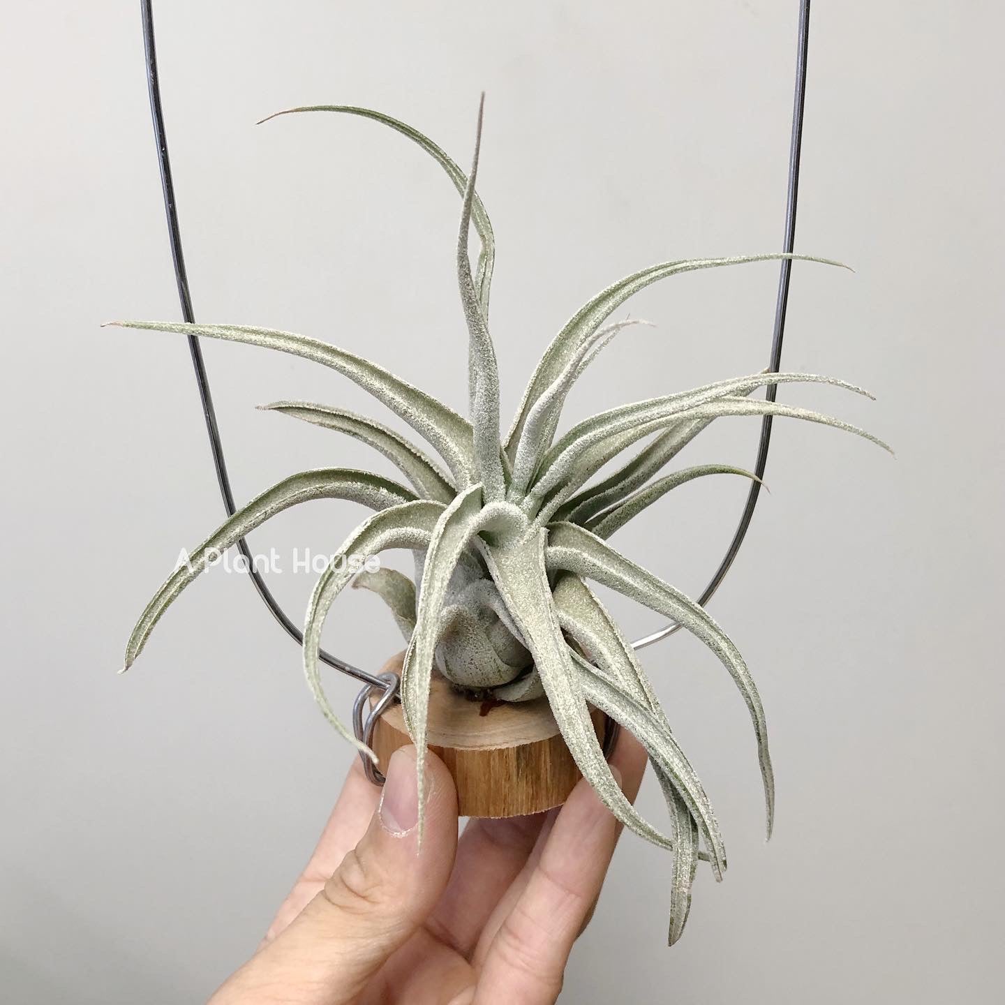 Tillandsia Joy