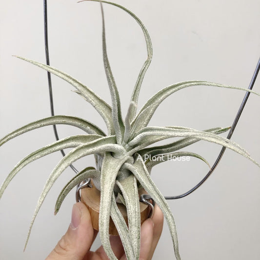 Tillandsia Joy