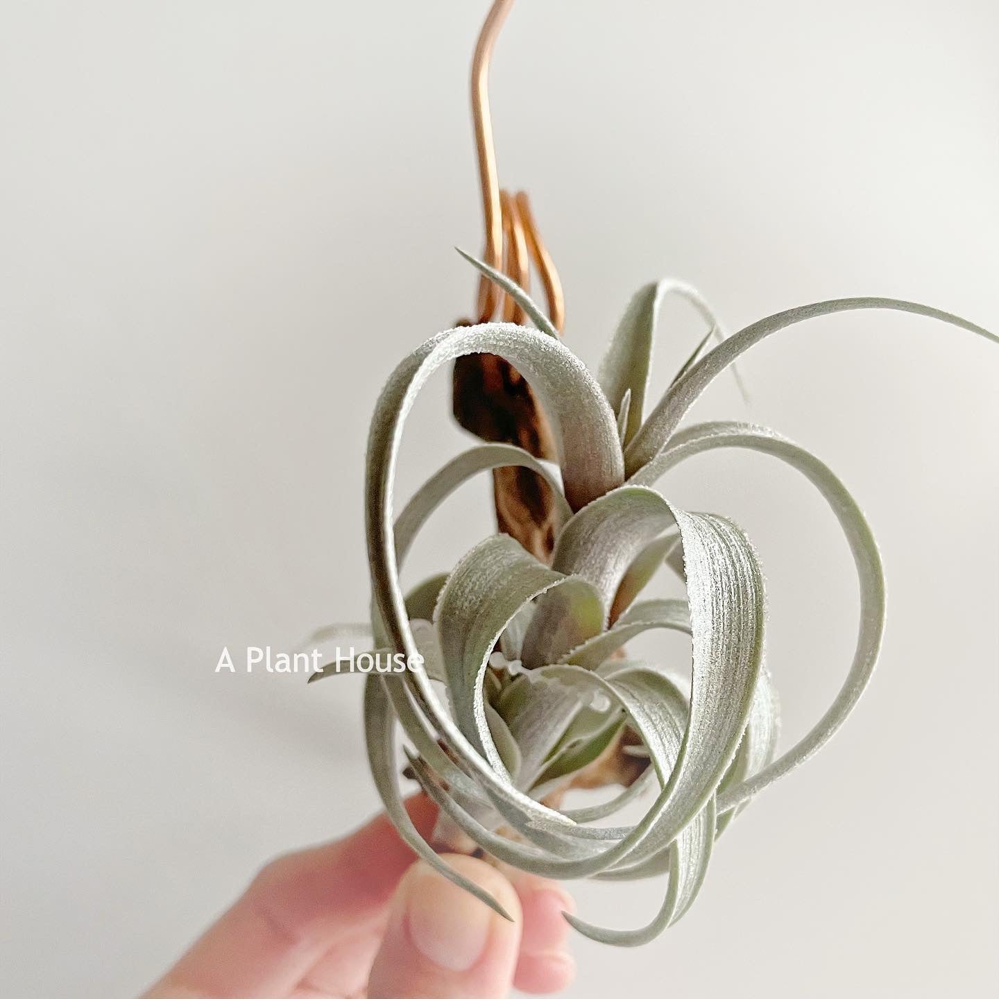 Tillandsia Muhriae x Edithae