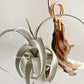 Tillandsia Muhriae x Edithae
