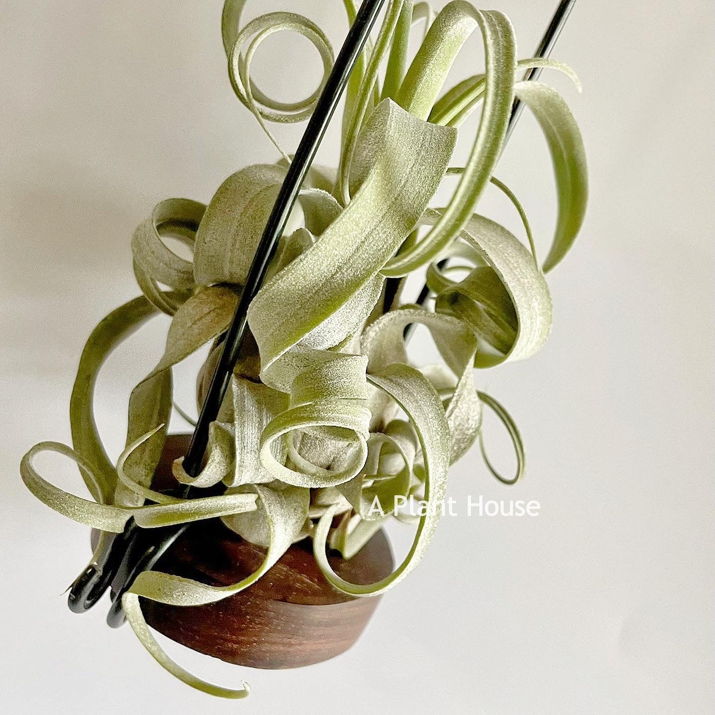 Tillandsia Streptophylla x The Great White