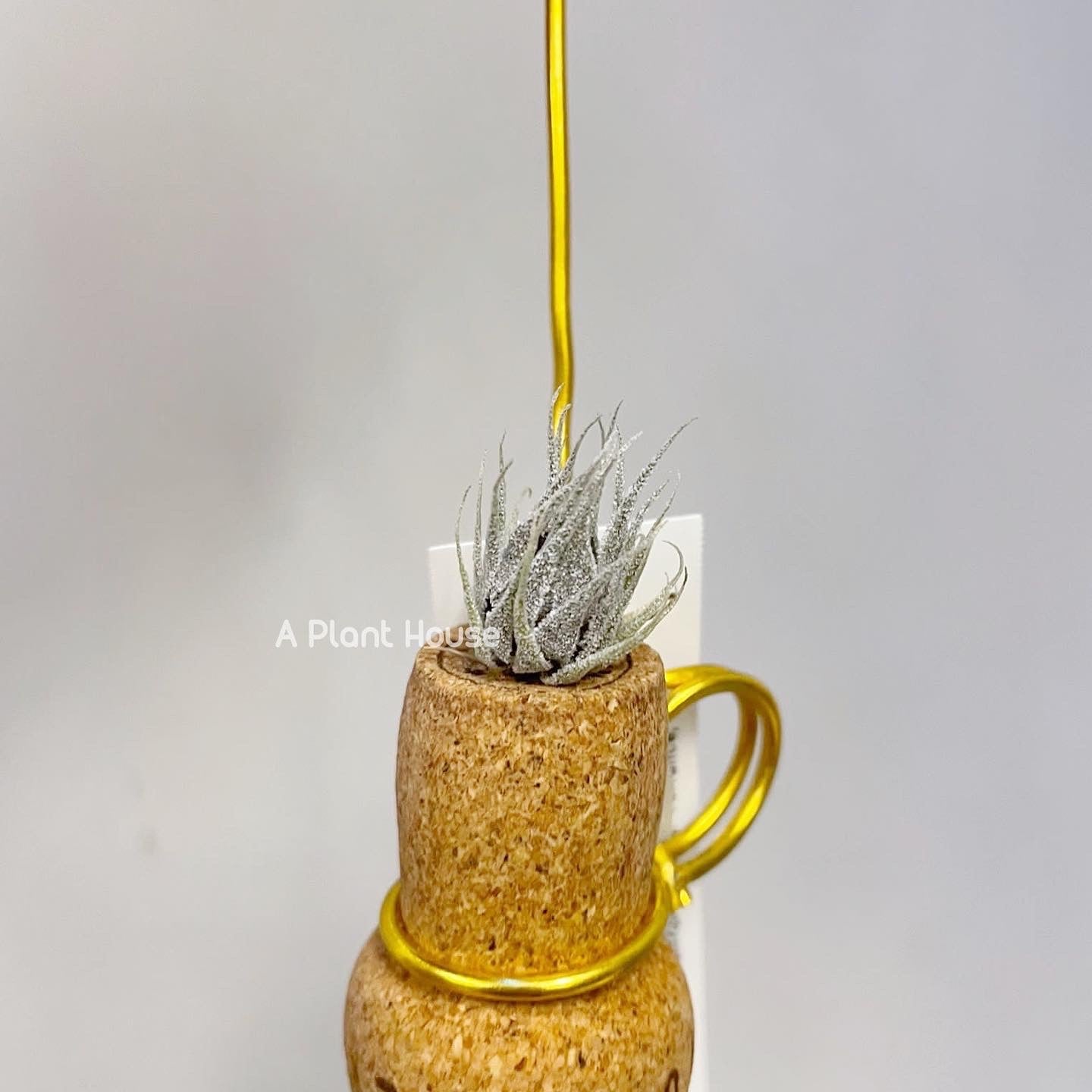 Tillandsia Sprengeliana