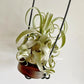 Tillandsia Streptophylla x The Great White