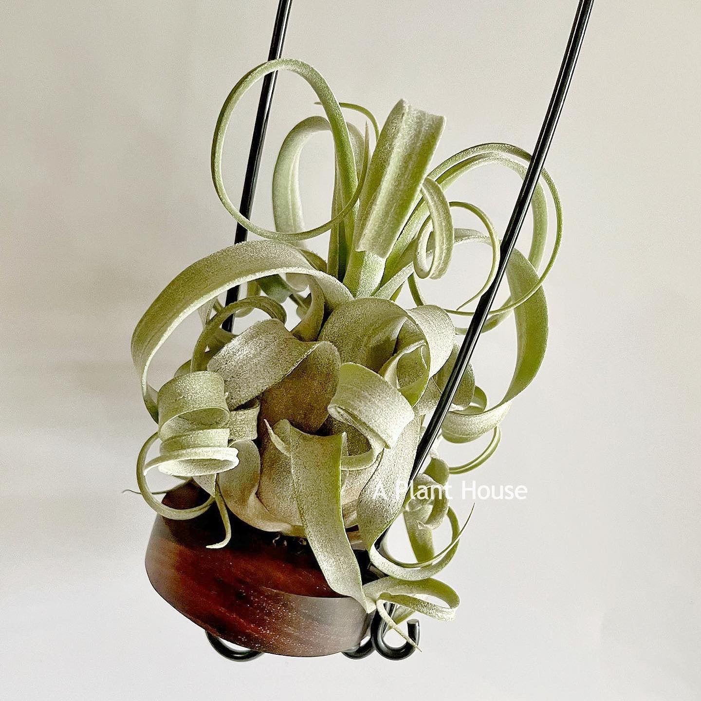 Tillandsia Streptophylla x The Great White