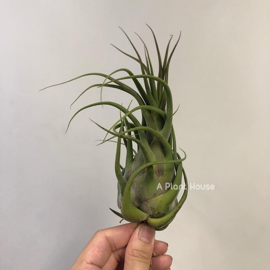 Tillandsia Seleriana Mini Purple