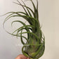 Tillandsia Seleriana Mini Purple