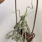 Tillandsia Duratii
