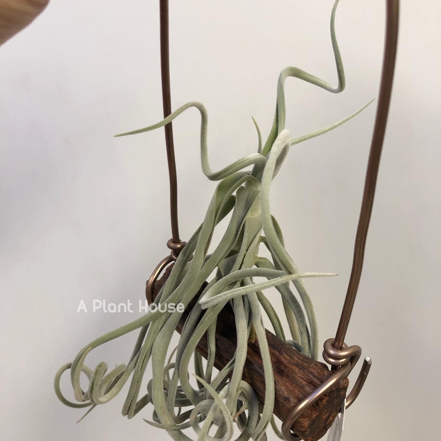 Tillandsia Duratii