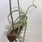 Tillandsia Duratii