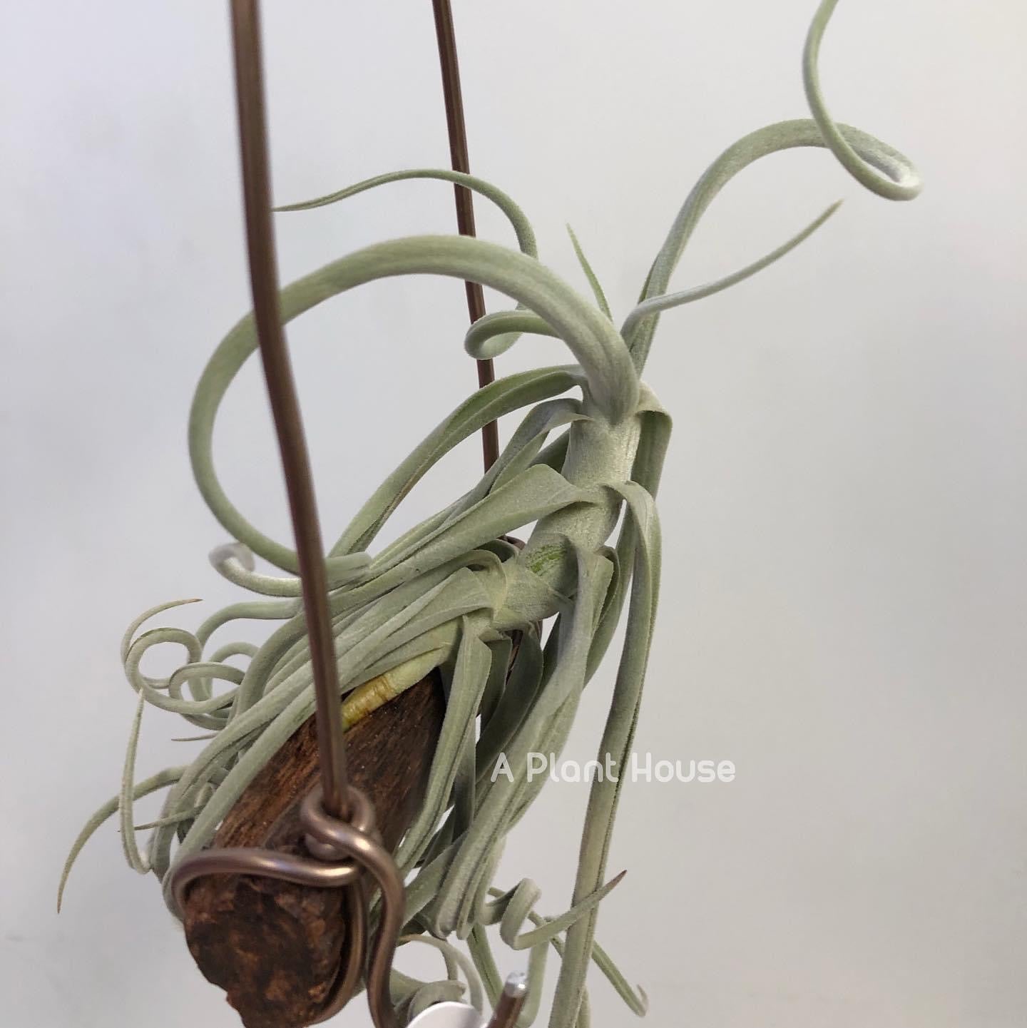 Tillandsia Duratii