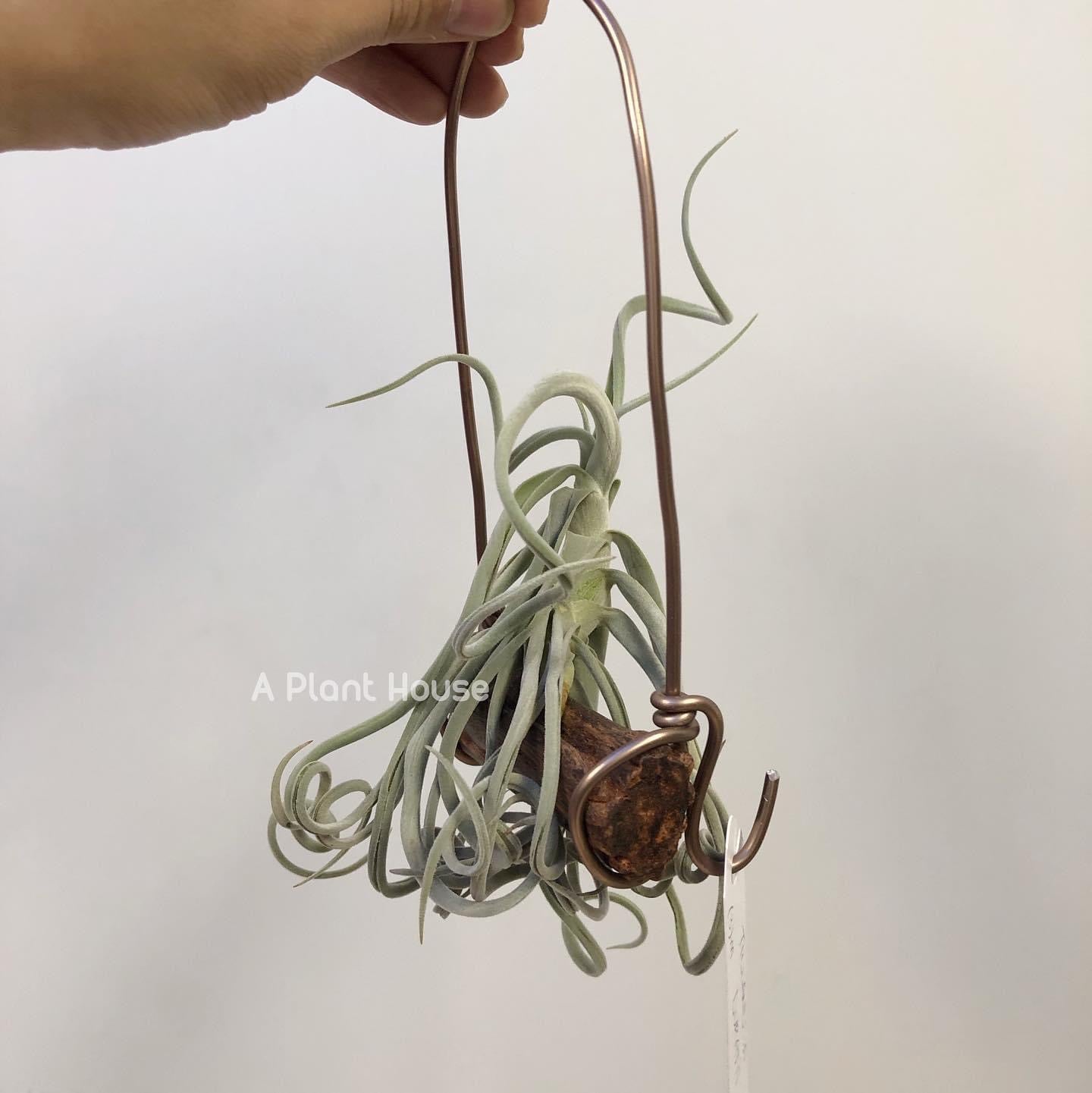 Tillandsia Duratii