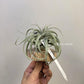 Tillandsia Elisa