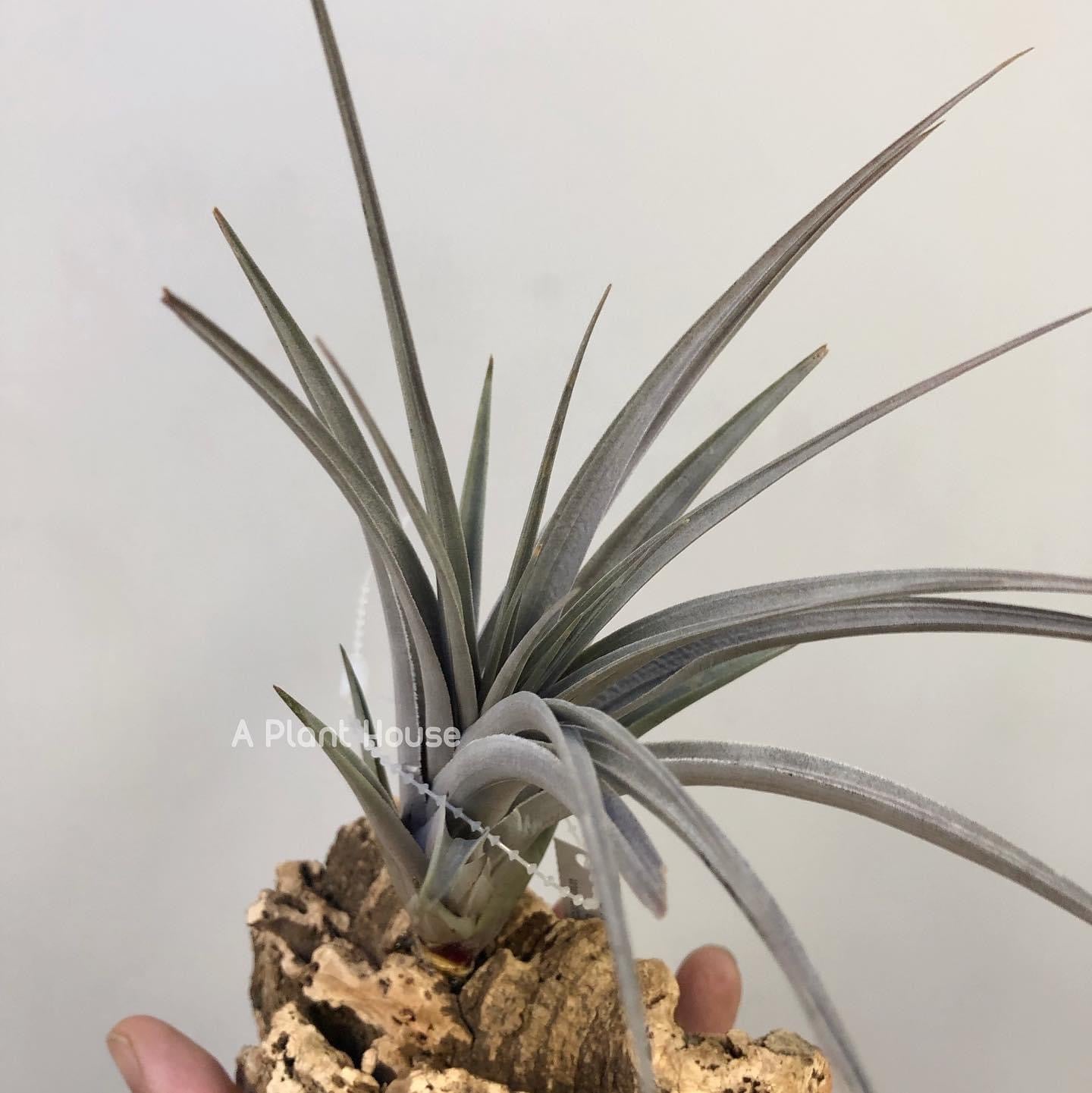 Tillandsia Vernocosa giant clone