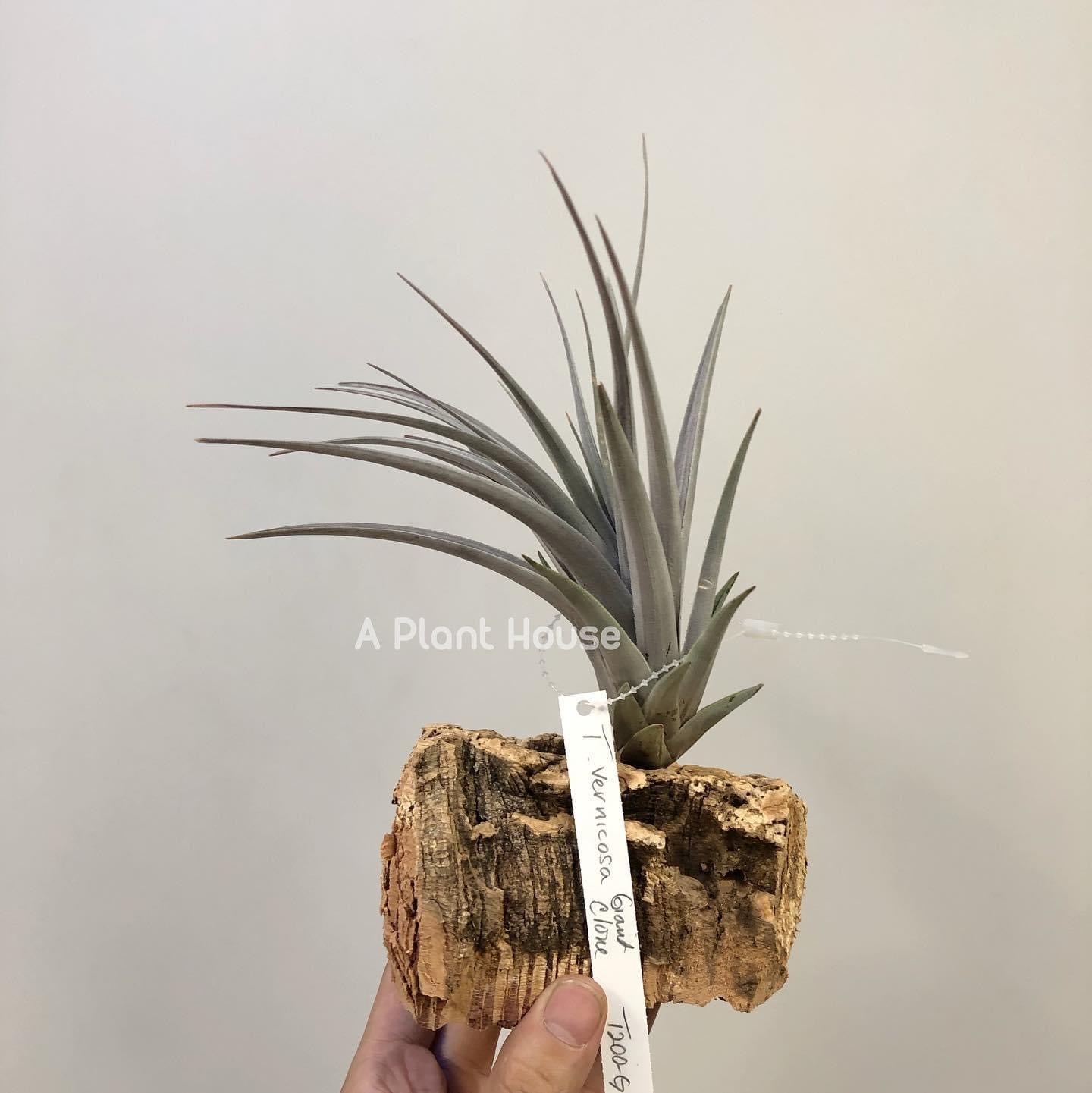 Tillandsia Vernocosa giant clone