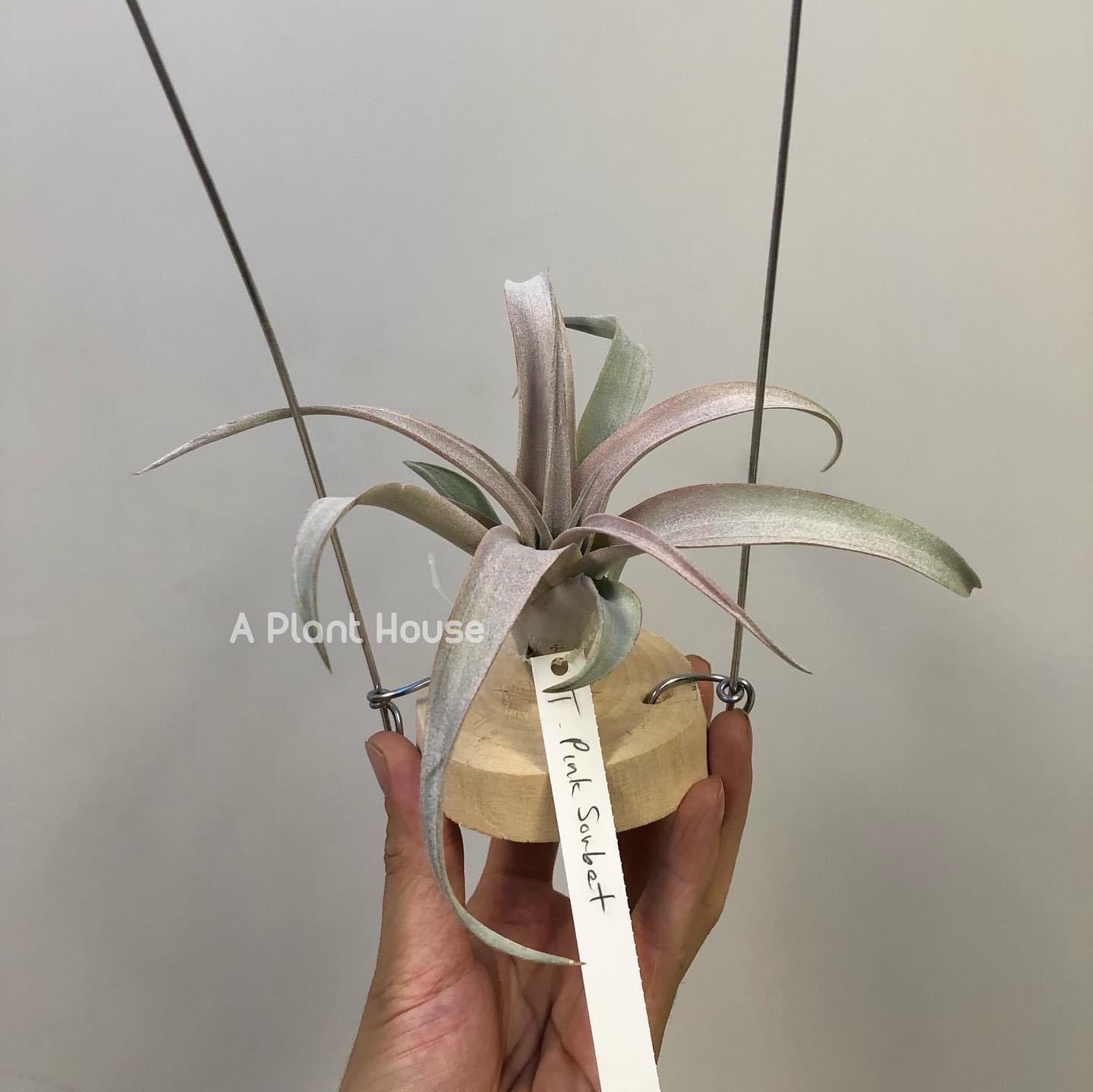 Tillandsia Pink Sorbet