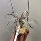 Tillandsia Pink Sorbet