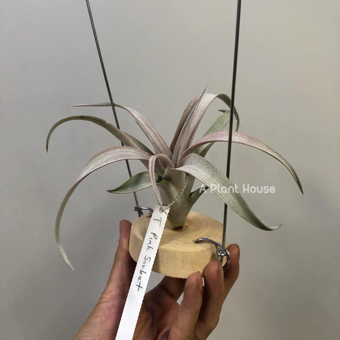 Tillandsia Pink Sorbet