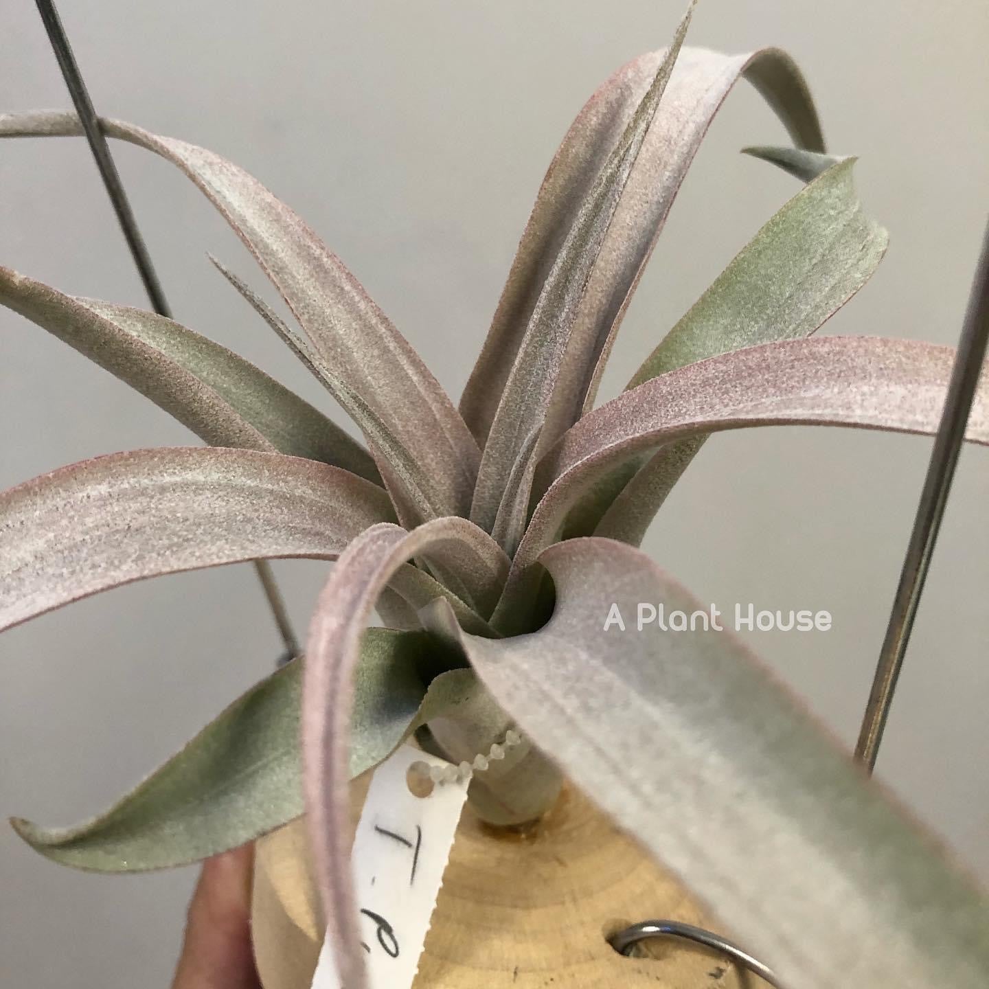 Tillandsia Pink Sorbet