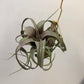 Tillandsia flexuosa giant (tropiflora) x Streptophylla red (8262)