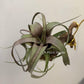Tillandsia flexuosa giant (tropiflora) x Streptophylla red (8262)
