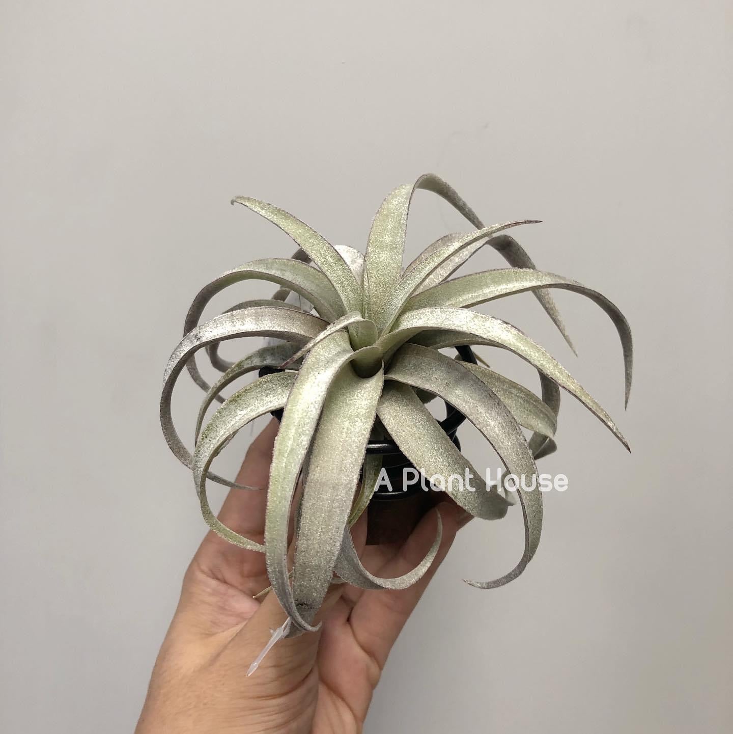 Tillandsia Mima V. Mima